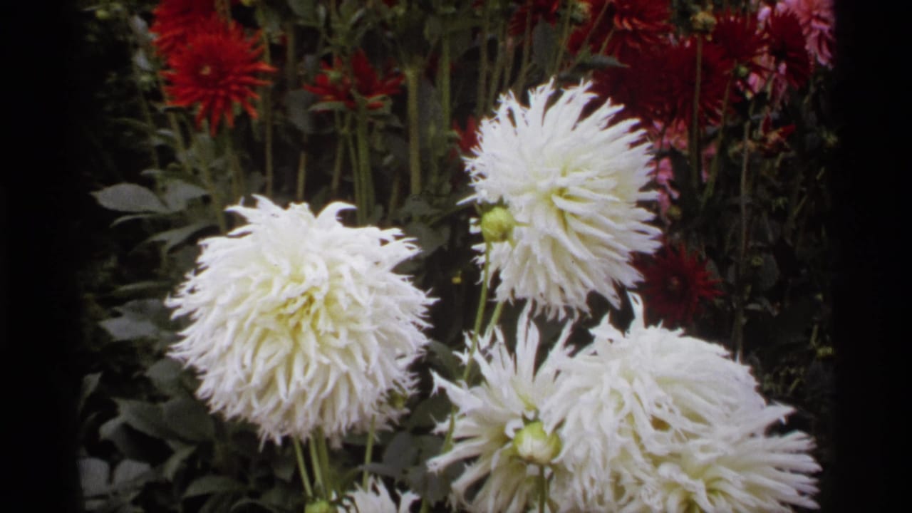 Close 1974 Vancouver 8mm view of white dahlias against darker garden foliage and red blooms.