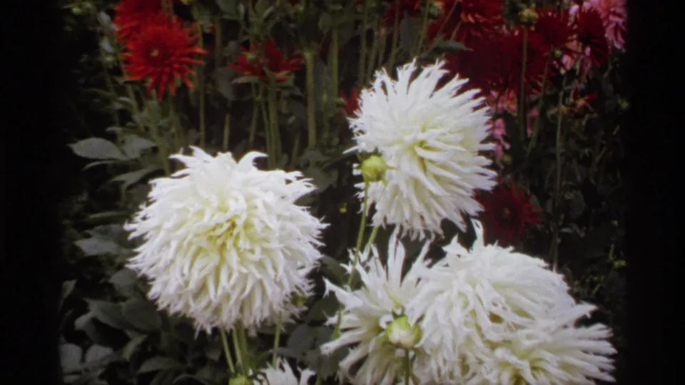 Close 1974 Vancouver 8mm view of white dahlias against darker garden foliage and red blooms.