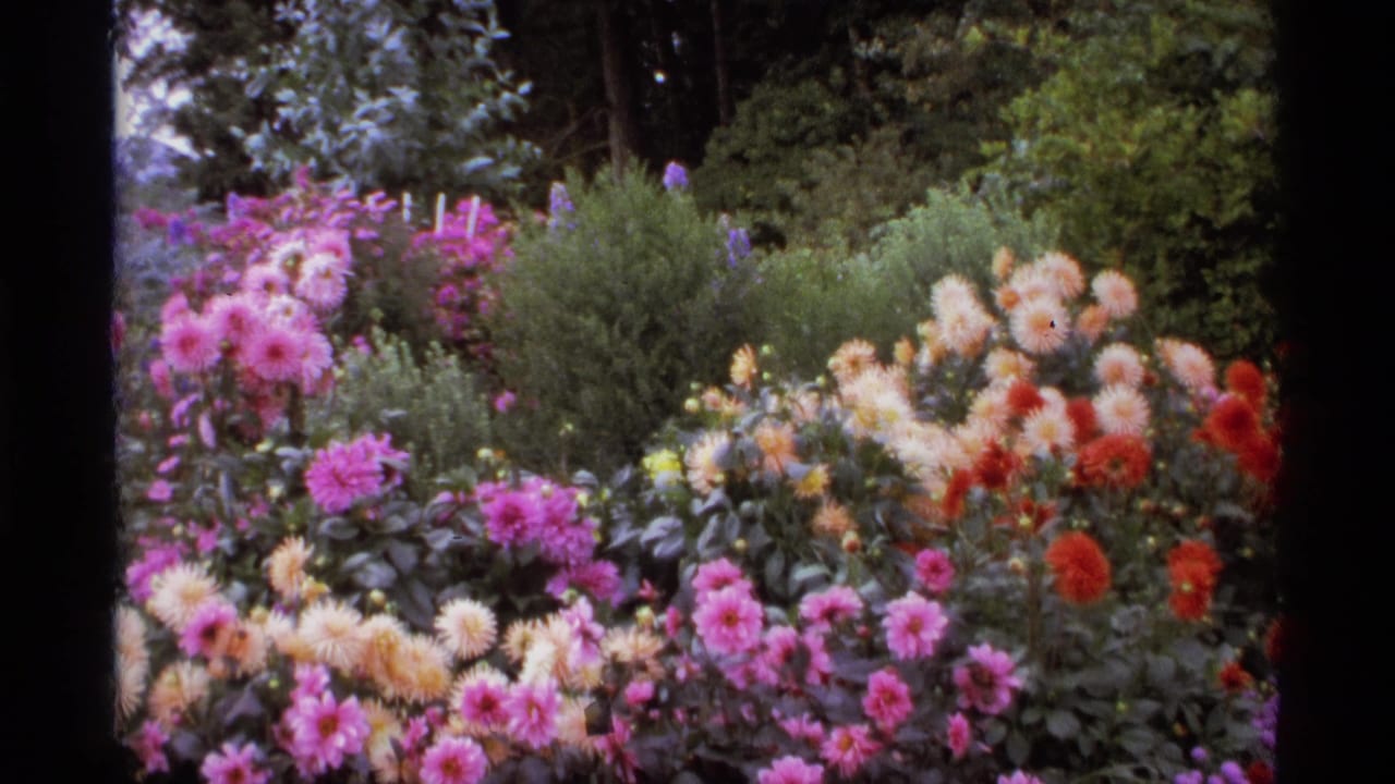 Wide garden bed with pink, cream, orange, and red dahlias among green shrubs.