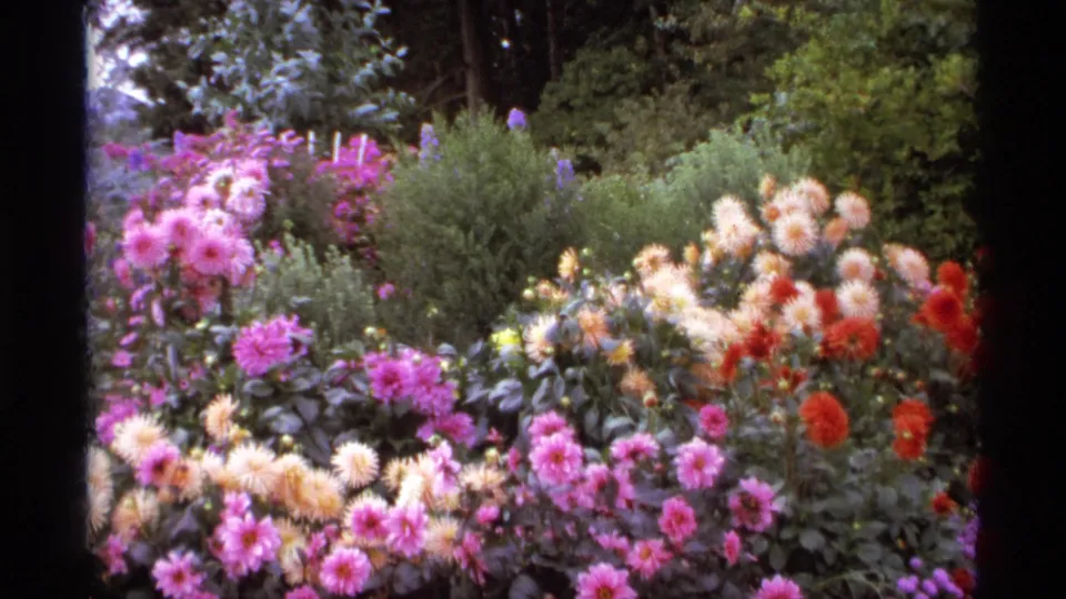 1974 Vancouver home-movie frame of a dense dahlia garden with pink blooms, pale flowers, and shrubs.
