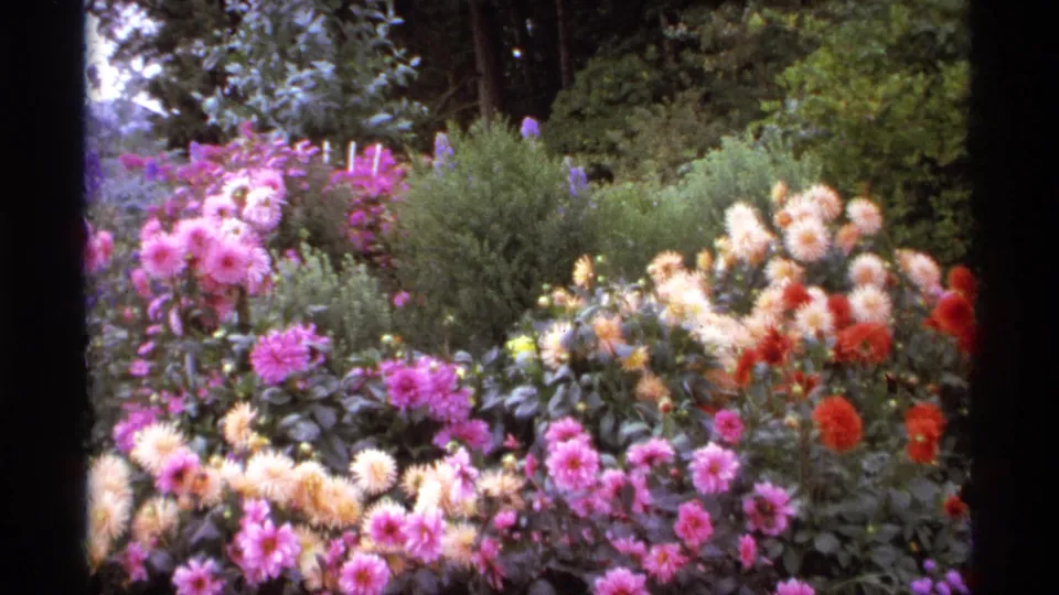 Final 1974 Vancouver garden frame with mixed dahlias, soft 8mm color, and leafy background.