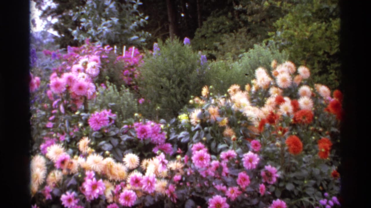 1974 Vancouver 8mm frame showing dense pink, cream, and red flower beds beside a paved garden path, with shrubs and trees in the background.