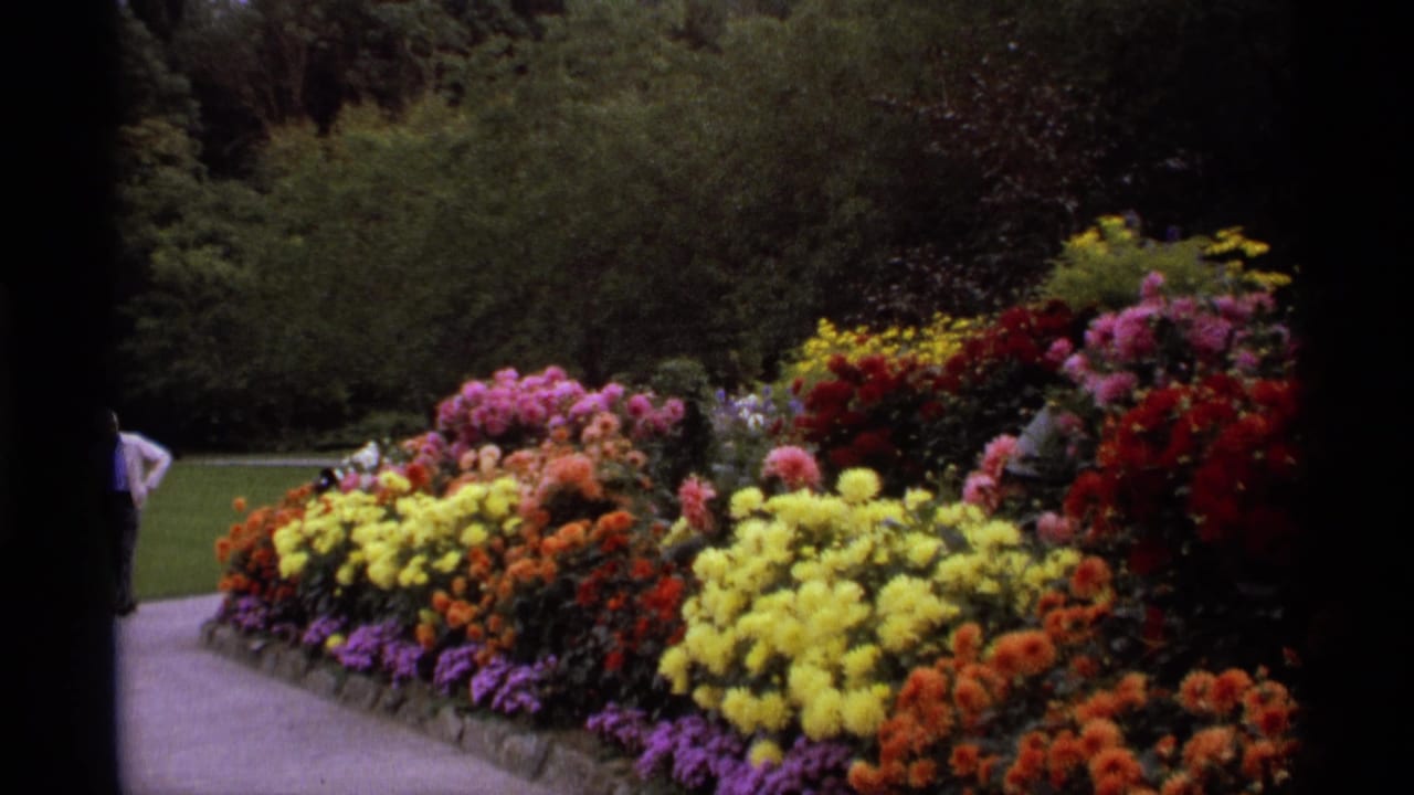 Paved garden path bordered by bright flower beds, with a partially visible man in the distance.