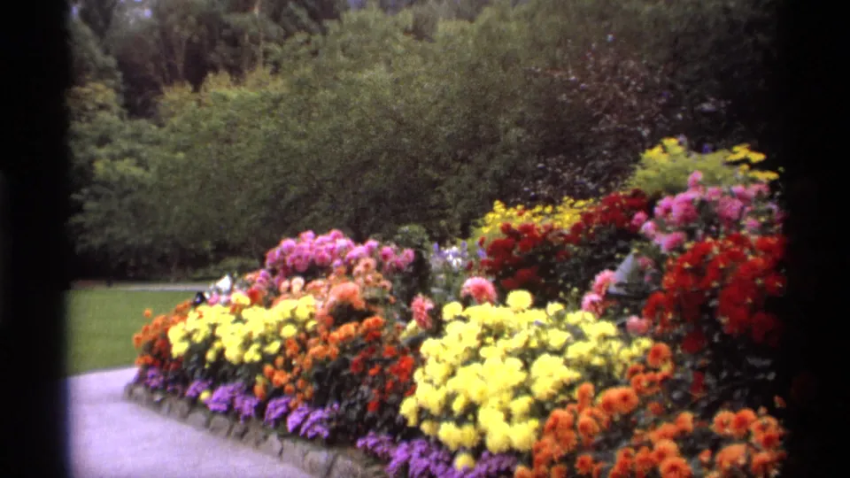 1974 Vancouver 8mm frame with yellow, orange, red, pink, and purple flower beds beside a paved path, with dense shrubs and trees beyond.