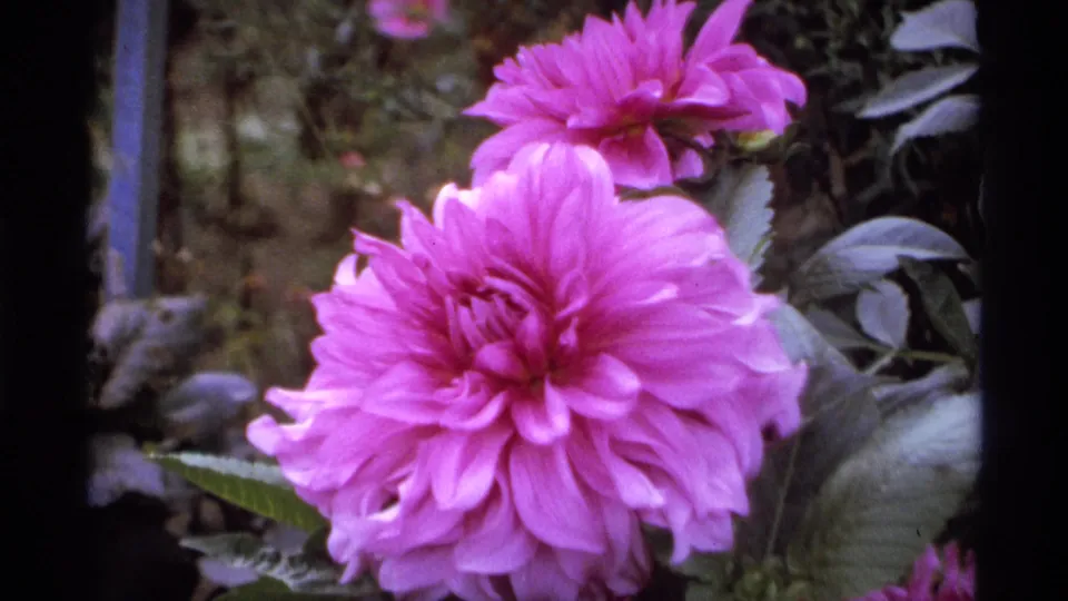 Close 1974 Vancouver garden view of a large pink dahlia, surrounding leaves, and another pink bloom near the top edge.