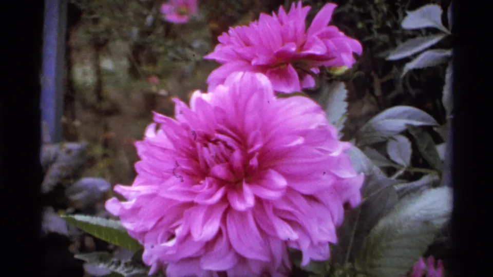 1974 Vancouver 8mm close-up of a pink dahlia filling much of the frame, with leaves and blurred garden background around it.