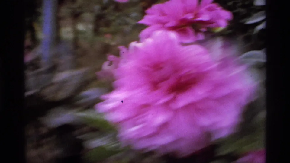 Soft, handheld 1974 Vancouver garden frame with a blurred pink dahlia close to the lens and foliage in the background.