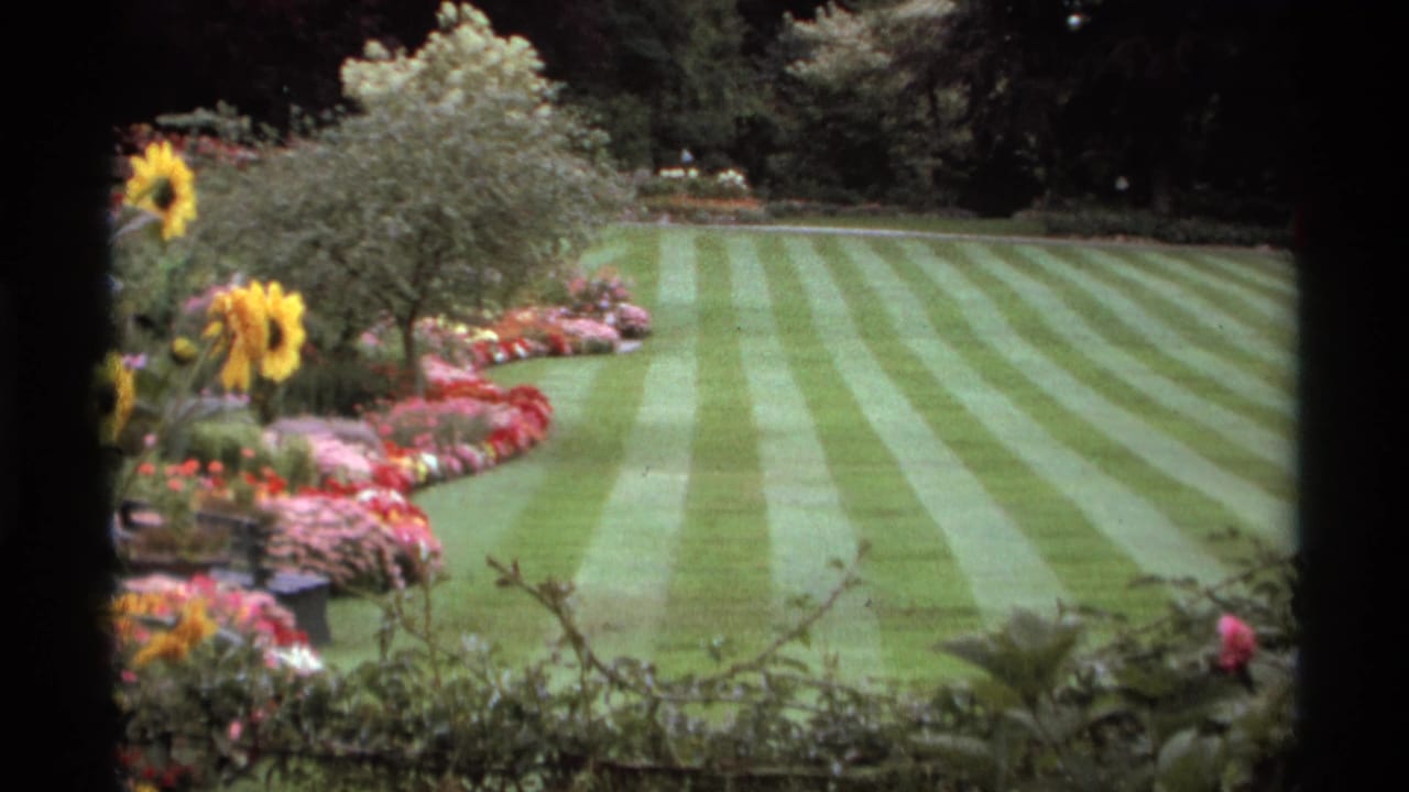 Striped green lawn bordered by flower beds and tall sunflowers.