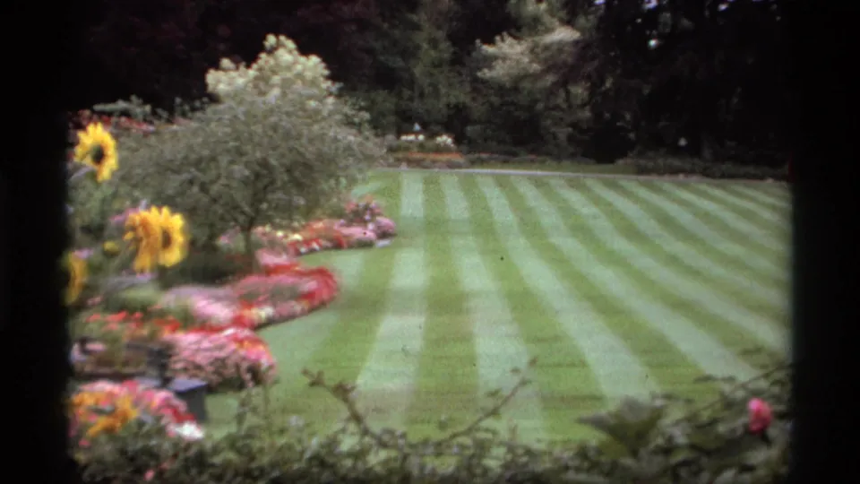 A Vancouver garden view on 8mm film, with striped grass, curved beds of pink flowers, sunflowers, and trees in the background.