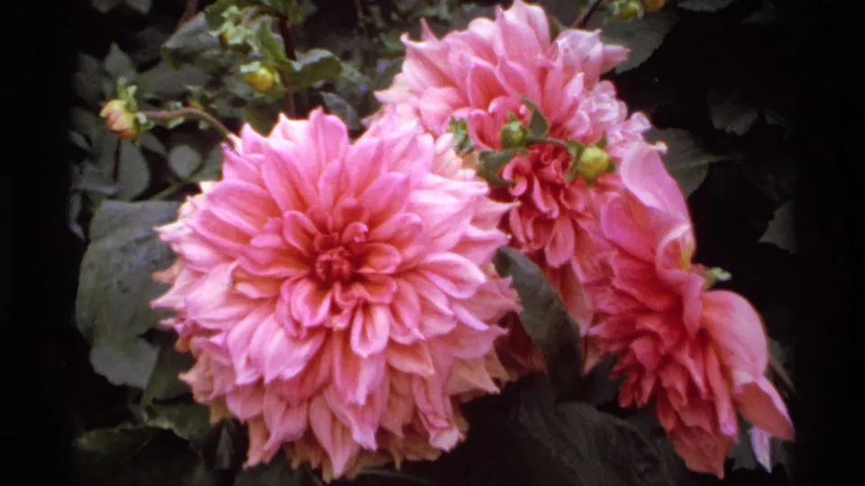 Close-up 8mm view of large pink blossoms and green leaves, likely from the same 1974 Vancouver garden visit.