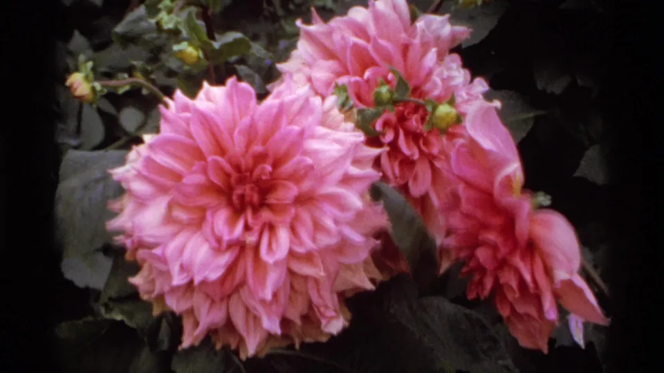 Soft 8mm close-up of pink flowers and foliage from the Vancouver garden sequence, with visible grain and rich color.