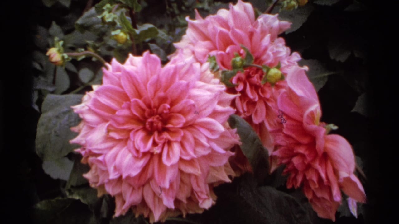 Pink dahlias blooming against dark green garden foliage.