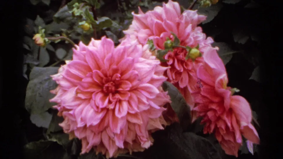 Pink dahlias in a lush Vancouver garden, filmed on 8mm with soft color and dark leafy background.