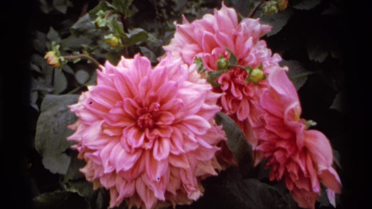 Pink dahlia blossoms and buds surrounded by dark foliage.
