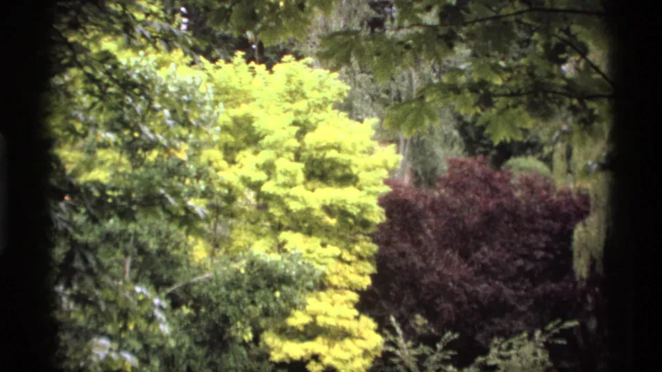 1974 Vancouver 8mm frame showing layered park foliage, including a bright yellow-leafed tree and deep purple shrubbery.