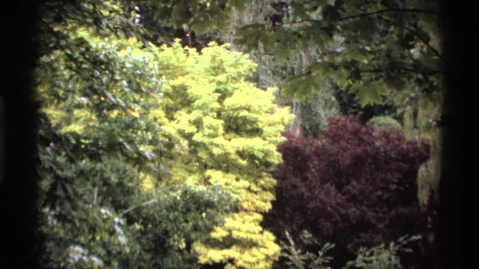 1974 Vancouver 8mm garden view with bright yellow foliage, purple shrubs, and layered green plantings filling the frame.