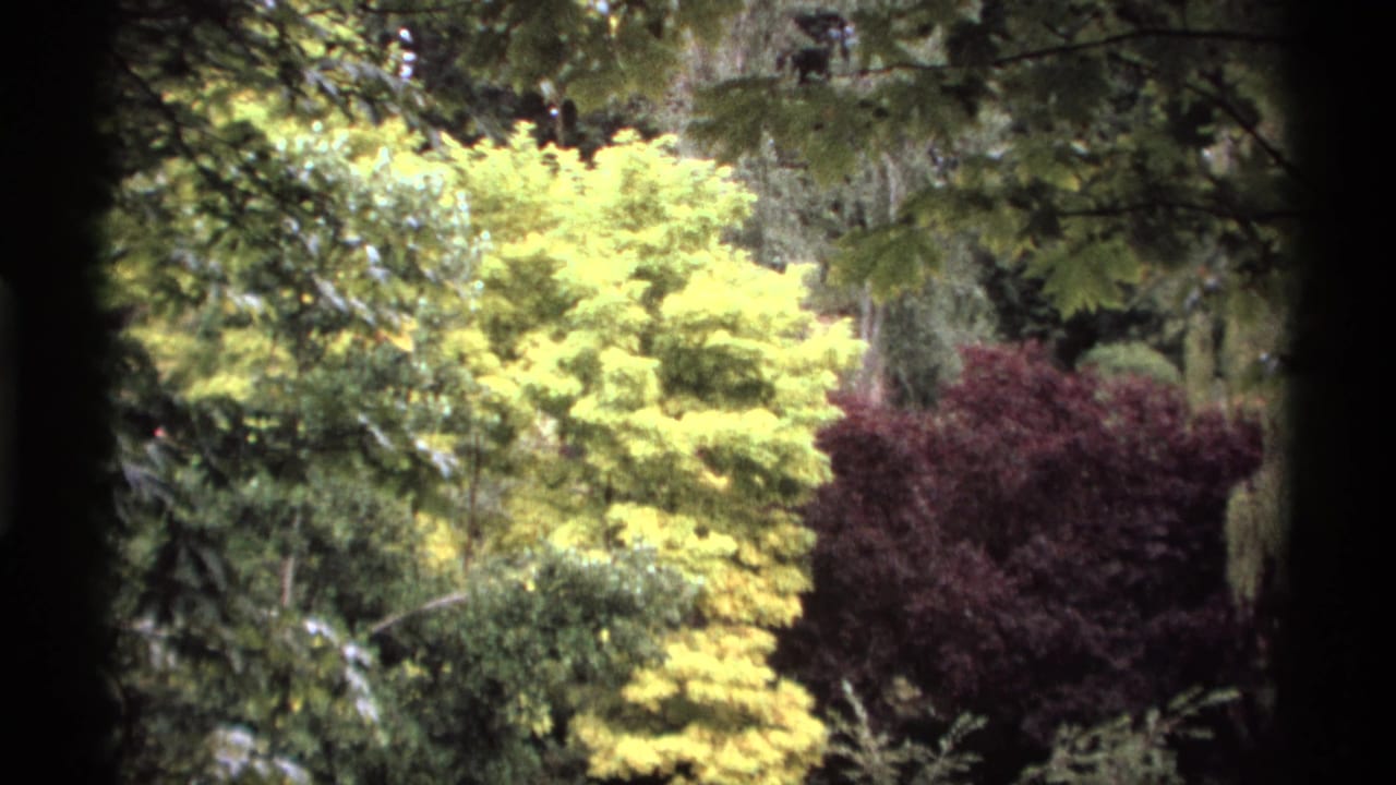 Garden view with shrubs, a yellow-leafed tree, flower beds, lawn, and paths.