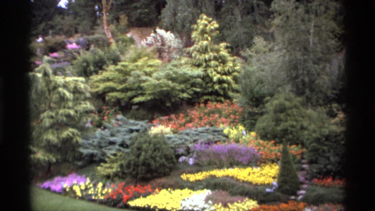 Hillside garden with layered shrubs, red and yellow flowers, and dark tree framing.