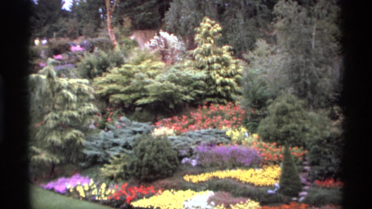 Colorful garden beds with shrubs and trees in soft 8mm footage.