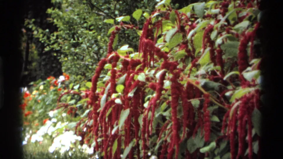 1974 Vancouver home-movie frame showing red amaranth flower tassels, green leaves, and pale garden blossoms.