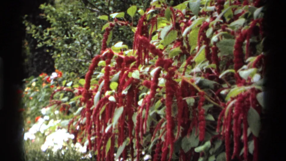 1974 Vancouver 8mm frame with red amaranth flowers, green foliage, and blurred garden plants in a close handheld view.