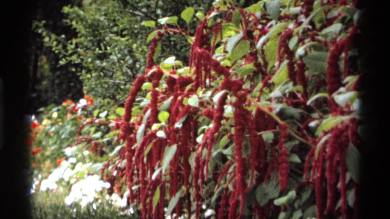 Red trailing flowers and green foliage fill the foreground of a garden scene.