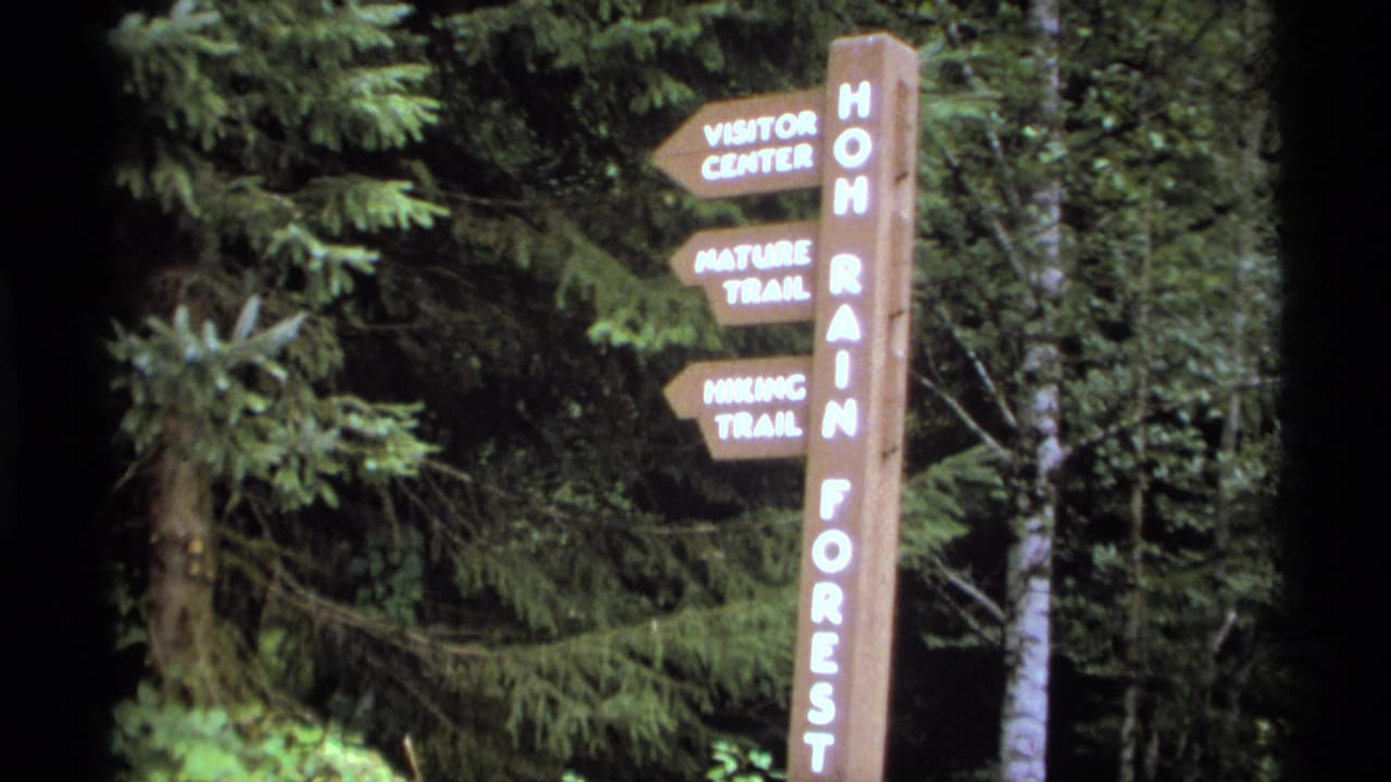 Wooden Hoh Rain Forest signpost standing among dense evergreen trees.