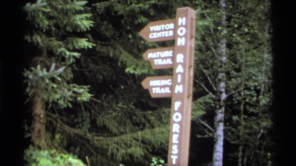 Wooden Hoh Rain Forest directional sign in dense evergreen forest, with arrows for visitor and trail areas.