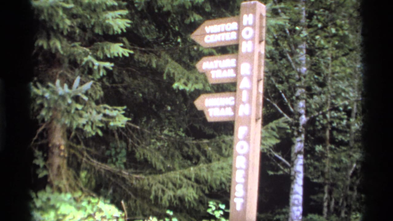 Wooden forest trail sign with white lettering among dense green trees.