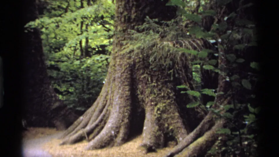 1974 Vancouver forest view with a massive moss-covered tree base and roots spreading along a shaded trail.