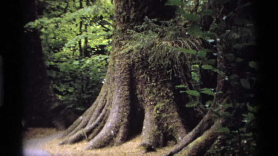 1974 Vancouver 8mm frame focused on a mossy tree base, exposed roots, and layered green forest growth.