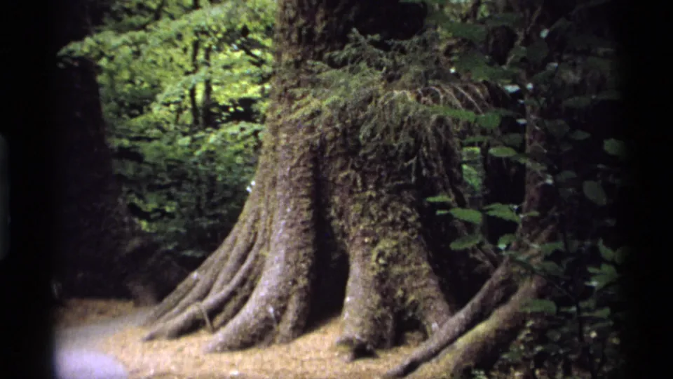 1974 Vancouver forest frame showing a moss-covered trunk and spreading roots under filtered green light.