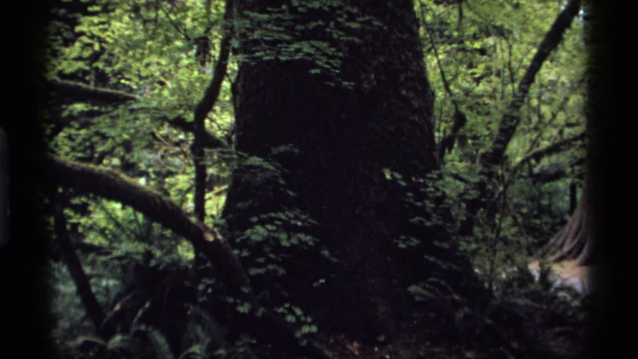 1974 Vancouver 8mm frame showing a shaded forest floor with a massive tree trunk, moss-covered limbs, ferns, and dense green undergrowth.