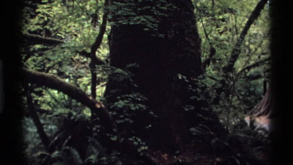 1974 Vancouver 8mm frame with a massive tree trunk, curved mossy branches, tangled woodland growth, and deep shade beneath the canopy.