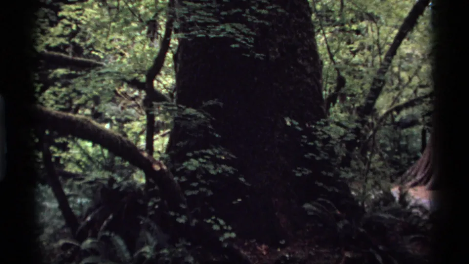 1974 Vancouver 8mm frame looking into a shaded forest, with a broad dark trunk, mossy limbs, ferns, and layered undergrowth.