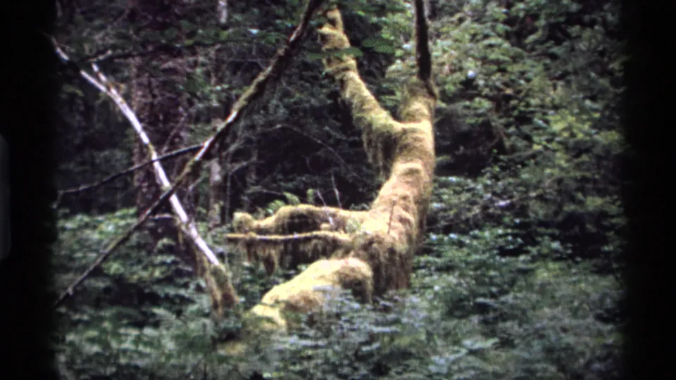 1974 Vancouver 8mm frame showing a pale moss-covered fallen limb amid tangled branches, ferns, and dense forest undergrowth.