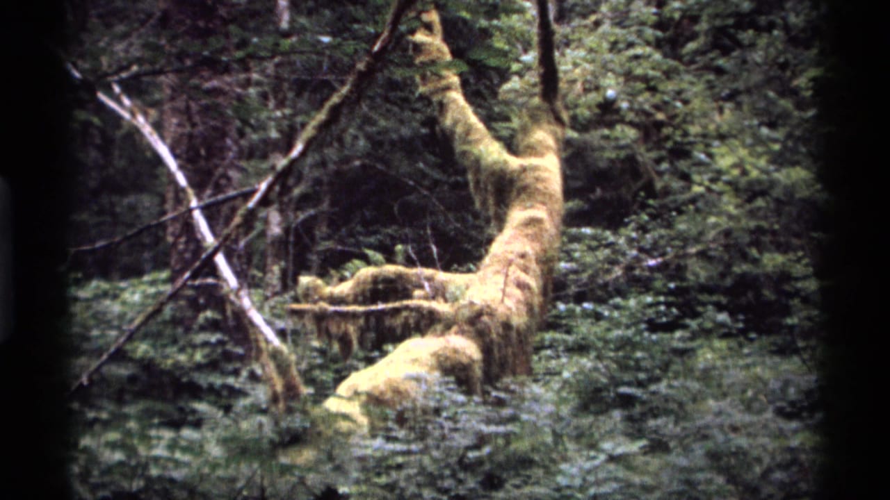 Moss-covered fallen tree limb in dense forest undergrowth.