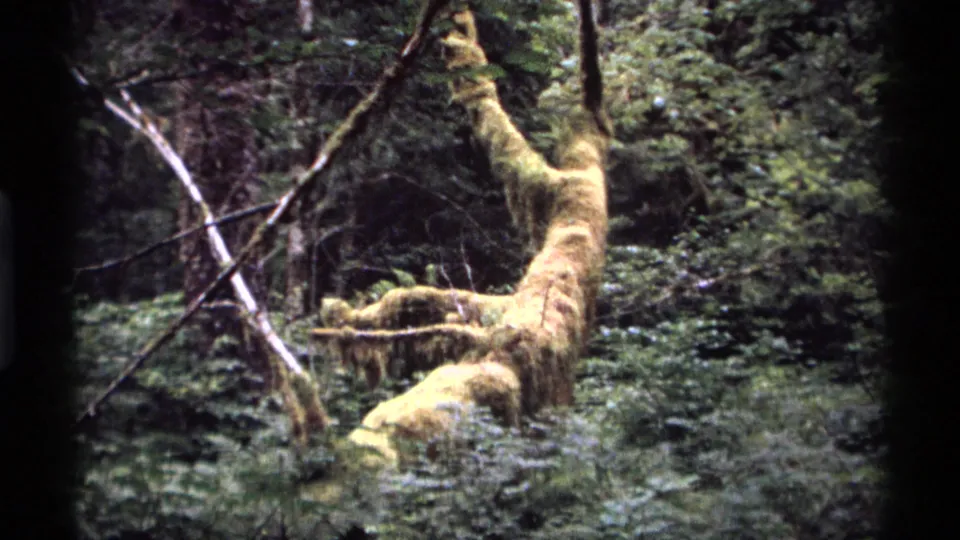 1974 Vancouver 8mm frame showing a moss-covered fallen limb among dense green forest undergrowth and tree trunks.