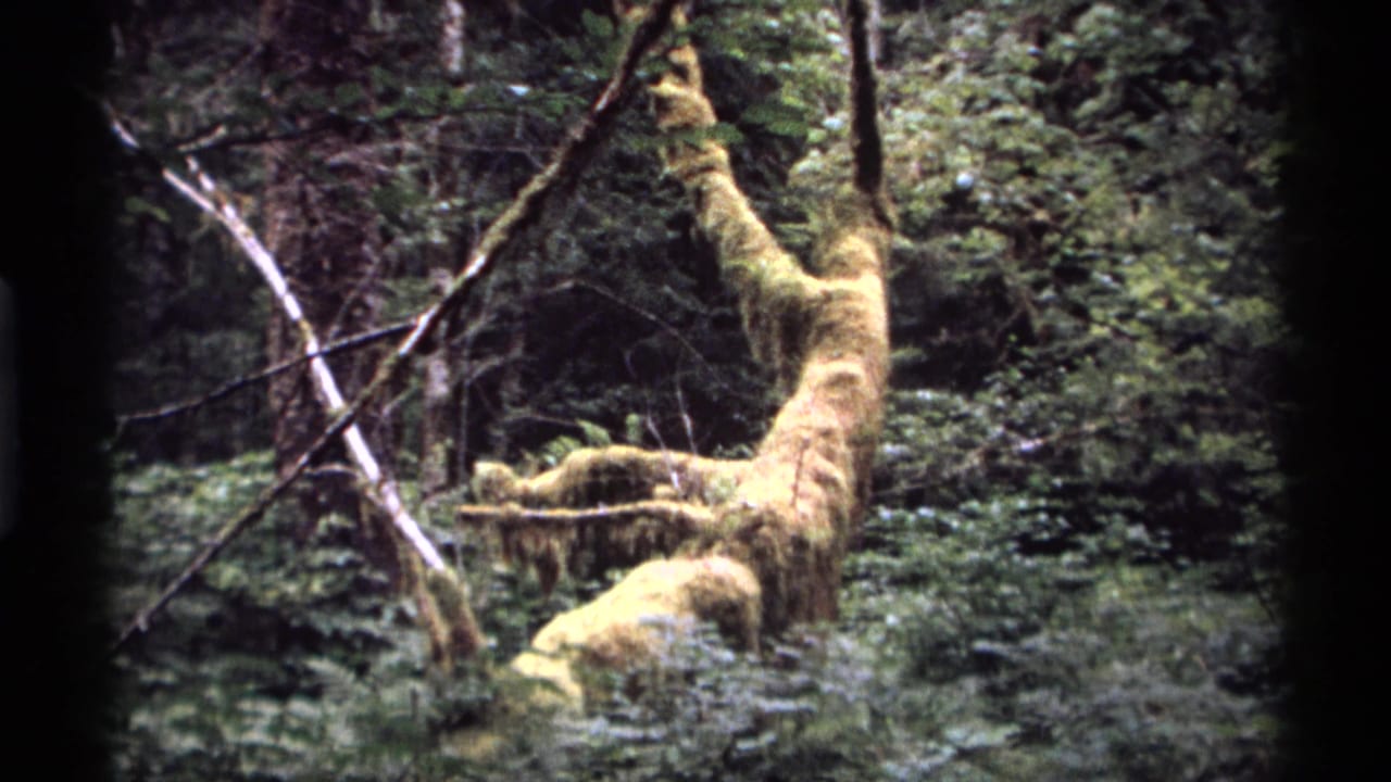 Mossy tree limb and surrounding forest vegetation from a similar angle.