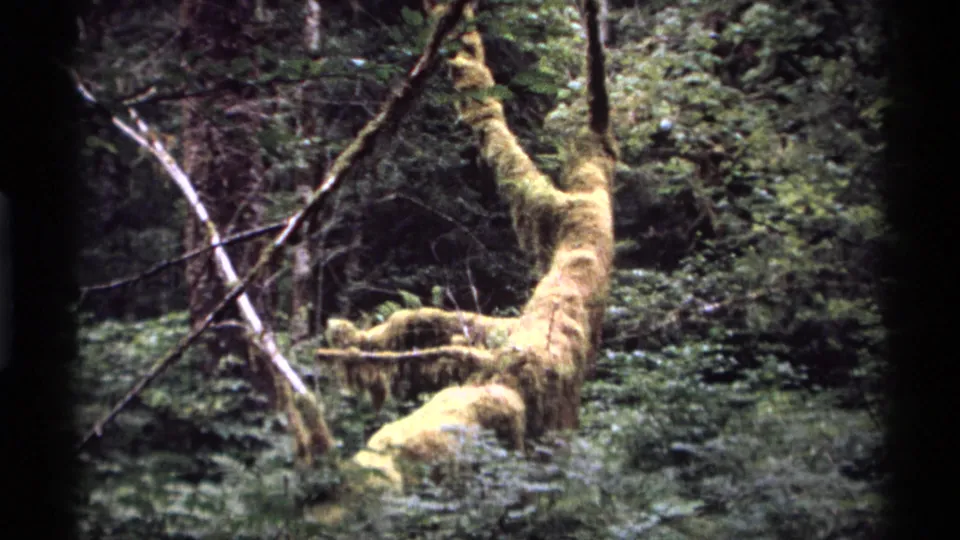1974 Vancouver 8mm frame holding on the mossy limb, with layered forest greenery and upright trunks behind it.