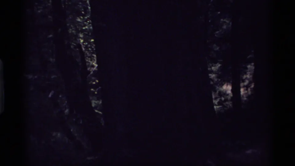 1974 Vancouver 8mm frame showing a darker forest interior with vertical trunks and limited light through the trees.