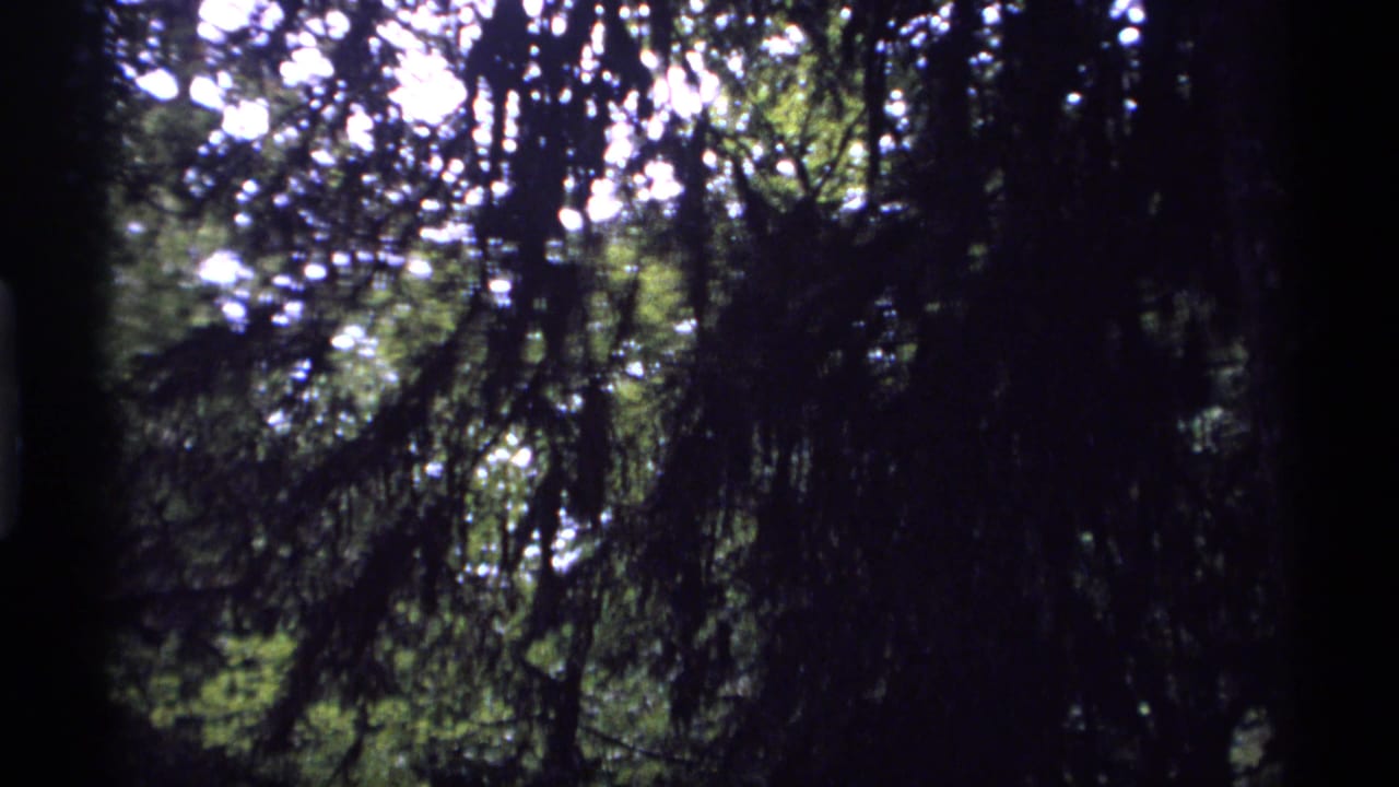 Dark evergreen branches and tree trunks with bright patches of sunlight behind them.