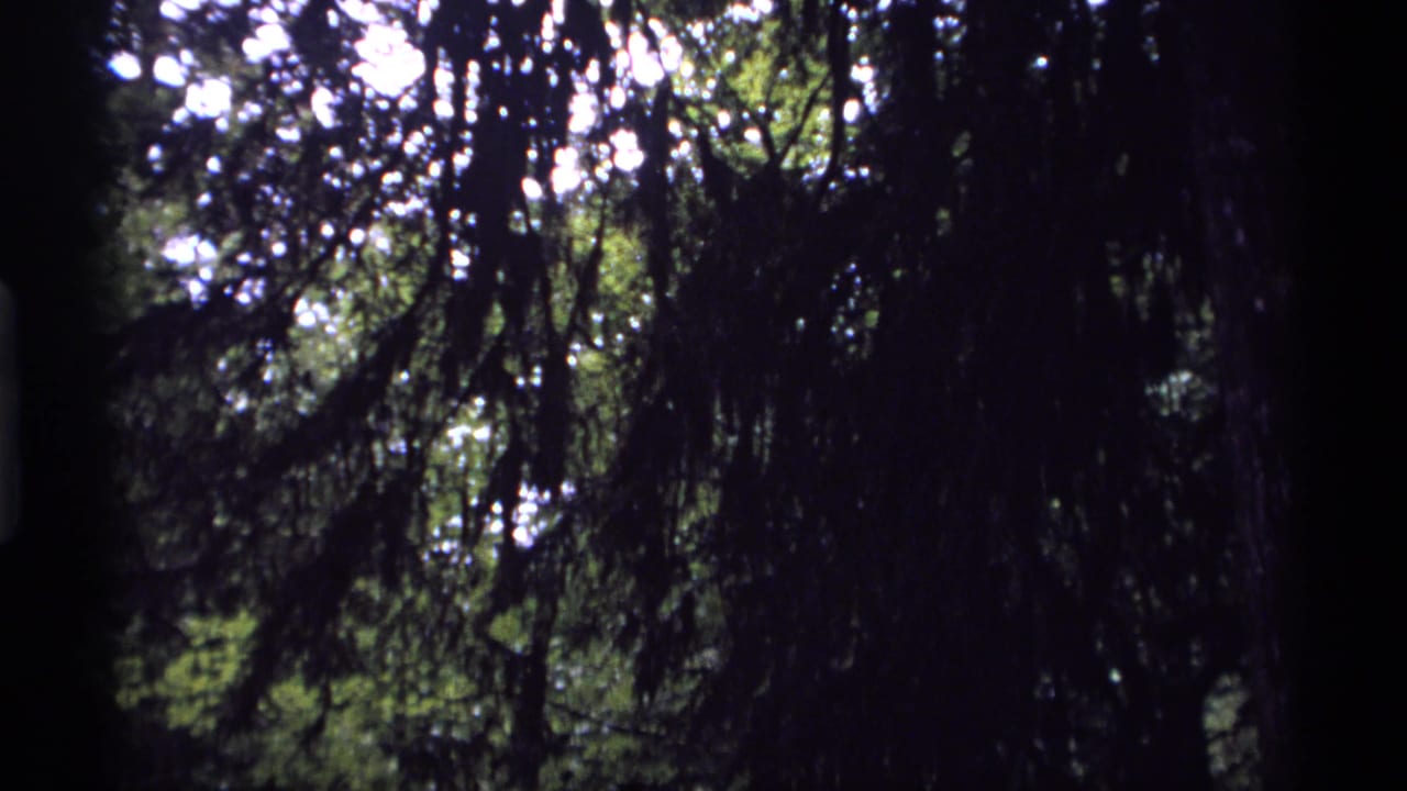 Dense hanging branches and dark tree forms with scattered green light through the canopy.