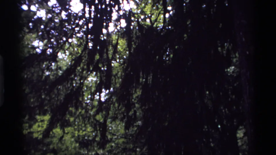 1974 Vancouver 8mm still of a shadowed forest view, with dark branches and a small area of bright green foliage below.