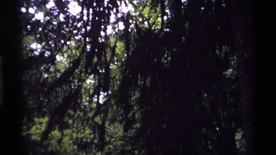 1974 Vancouver home-movie frame showing a dark tree trunk and hanging branches with mottled sunlight through forest foliage.