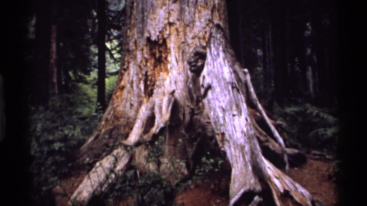 Large weathered tree trunk with exposed roots in a dark forest.