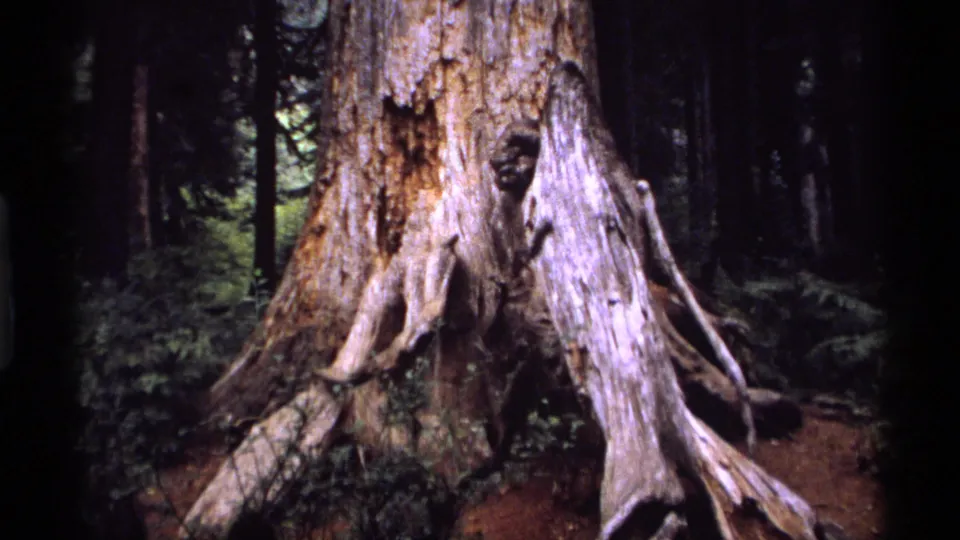 1974 8mm Vancouver-area forest view of a massive aged tree trunk with sprawling roots and dense trees behind it.