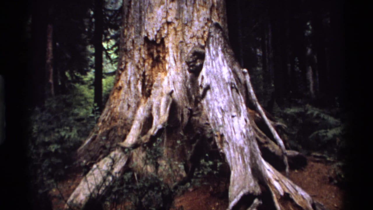 Weathered tree base and roots seen against a shadowed wooded background.