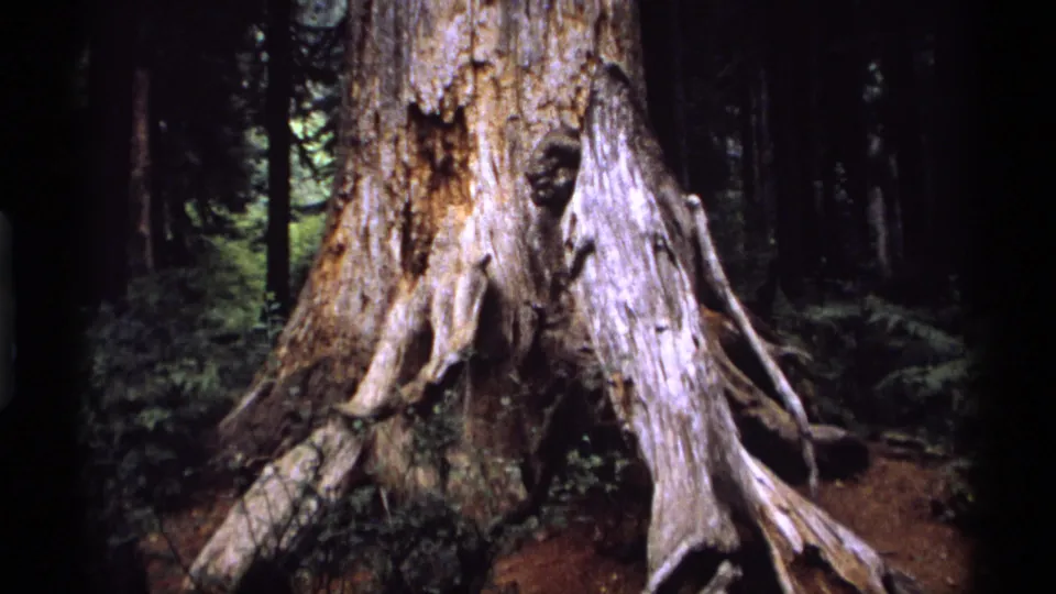 Massive tree trunk and pale exposed roots in a shaded Vancouver forest, captured on 8mm home-movie film in 1974.