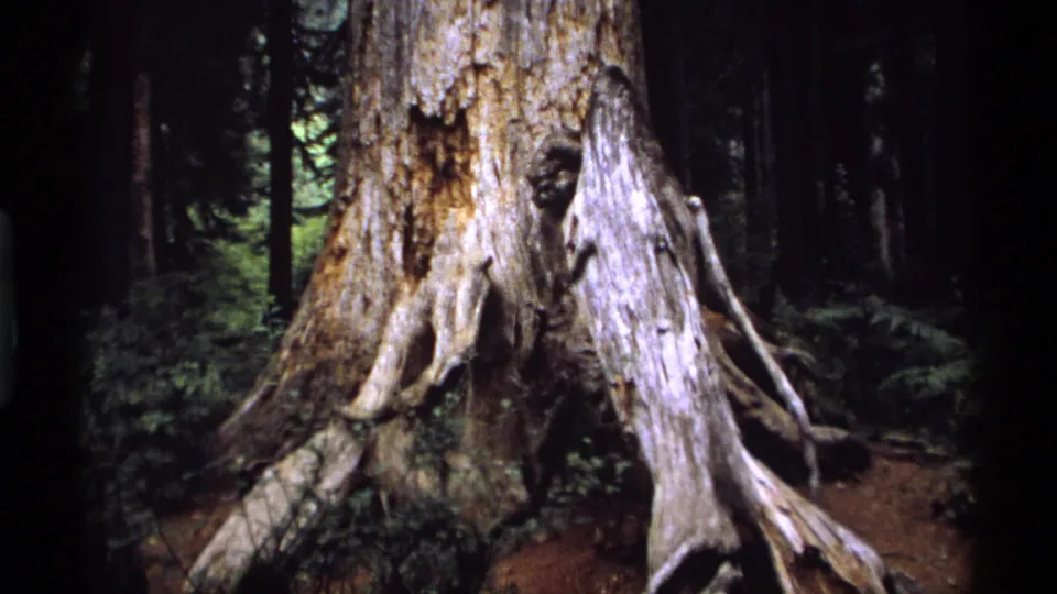 Handheld 1974 8mm view of an aged tree trunk near Vancouver, with exposed roots, bark hollows, and dense woods in the background.